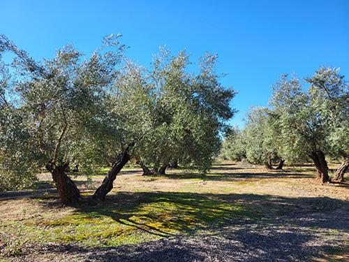 a group of trees in a field
